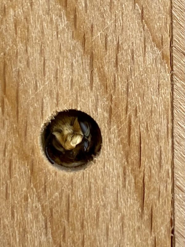 Wildbiene im insektenhotel