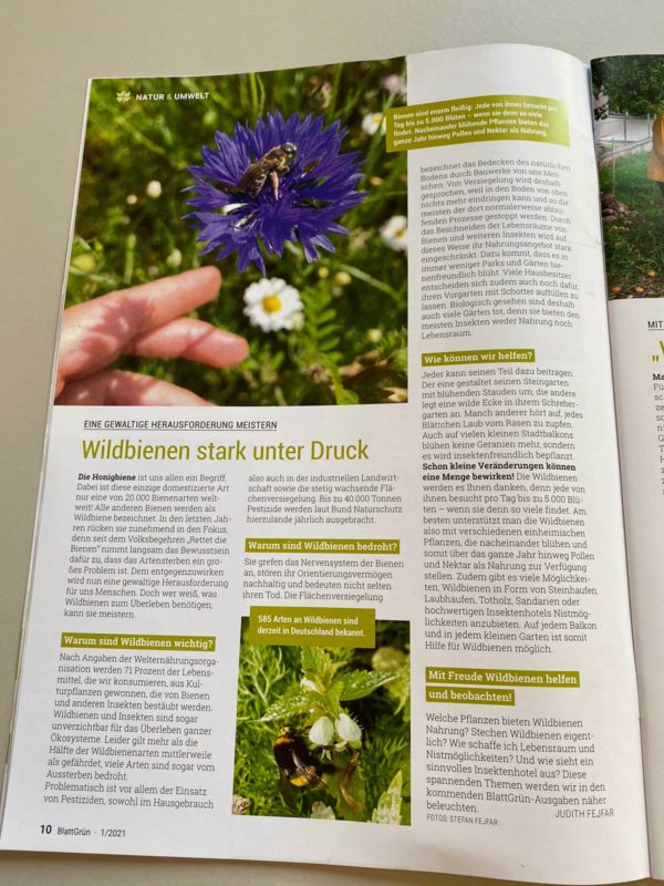 Wildbienenglück in der BlattGrün