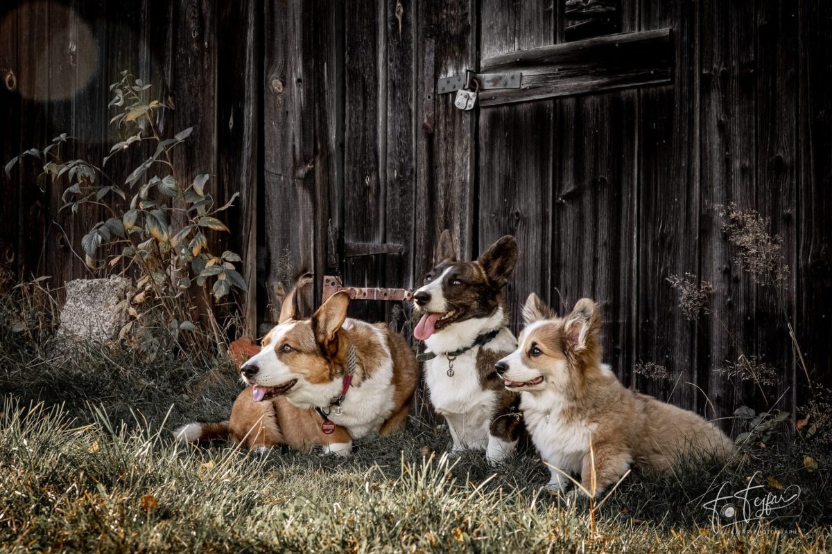 Corgis Wildbienenglück