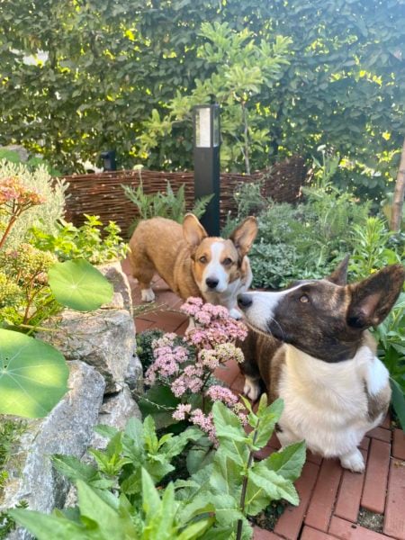 Wildbienen Hunde Naturgarten