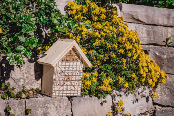 einheimische insektenfreundiche Pflanzen Blühkalender