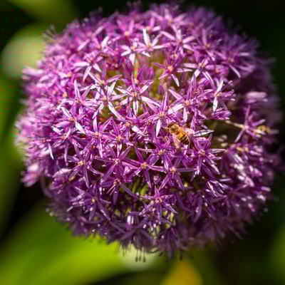 Bienenfreundliche Blumenzwiebeln und Saatgut