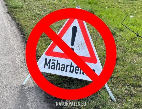 Mähfreier Mai Bienenweide anlegen Naturpaten.eu
