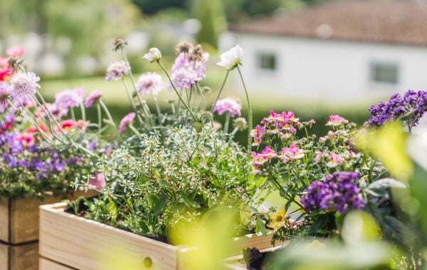 Balkonkästen aus Holz mit bienenfreundlichen Blumen