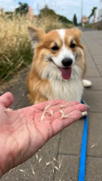 Für Hunde sind die Grannen der Mäuse-Gerste extrem gefährlich